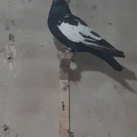 کفتر سینه طوقی کله بزک
