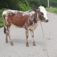گوساله ماده خوشگل لیشه گاو
