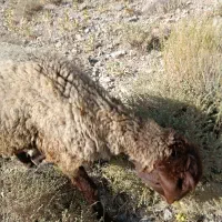گوسفند میش بز شیشک بره