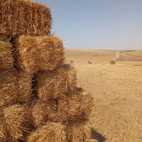 فروش پرس دپو شده در بیله سوار مغان