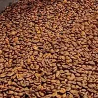 انواع دان قهوه عربیکا و ربستا