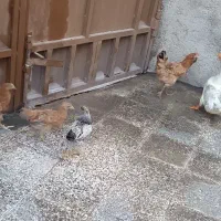 خلفه مرغ و خروس