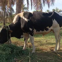 گاو نر چهار سال
