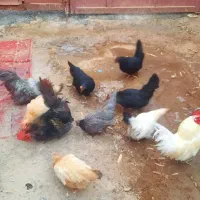 مرغ و خروس جاپنیز تخم گذار