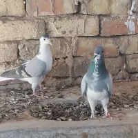 چهار عدد دم گیر