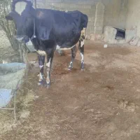 شنگول اولین شکم سه ماه آبستن ،شهرستان لالی