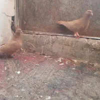 کبوترجفتگاه