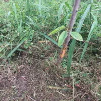 زمین سند دار عرفان.دهسرا.کوچه گل افزان