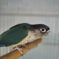 کارگر کارمند جهت کار در سالن پرورش طوطی