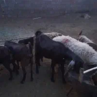 گوسفند جوان برای قربانی