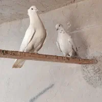 طوقی و اوچان