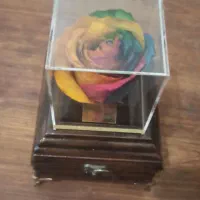 گل رز جاودان