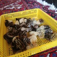 جوجه سه روزه بلدرچین دومنظوره