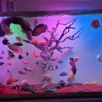 ماهی اسکار رد چیلی ۲۰ سانتی