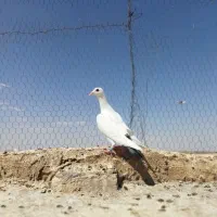 کفتر