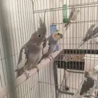 عروس هلندی نر و ماده خاکستری
