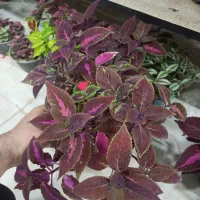 گل و گیاه قیمت زیر ۱۰۰ هزار تومان