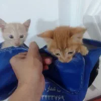 بچه گربه