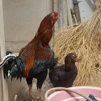 خروس ومرغ لاری