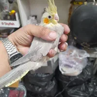 جوجه عروس هلندی