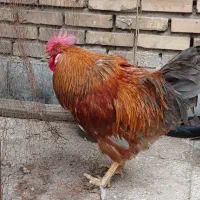 خروس نژاد لاری