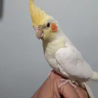 طوطی عروس لوتینو