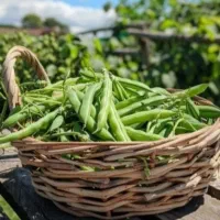 لوبیا سبز تازه و ارگانیک