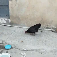 سلام دو عدد مرغ کوردی اصل تخم گذار به شرط
