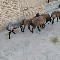 بره قوچ افشاری همو هترو