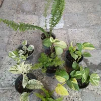 گل پتوس و سرخس و برفی