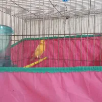 یک جفت قناری  عالی
