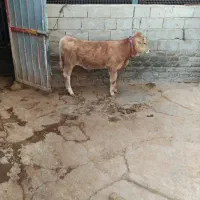 گوساله نر شاروله اصل