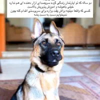 سگ ژرمن|سگ|پردیس, فاز ۲|دیوار