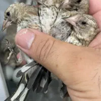 جوجه سهره نر