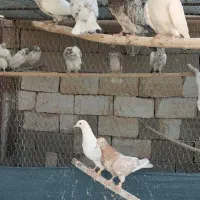 فروش کبوتر تهرانی