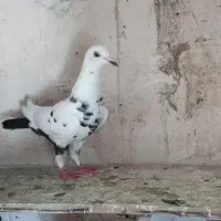 سوسکی ،سبز دم سفید