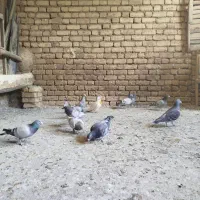 کبوتر