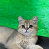 گربه گلد ny12