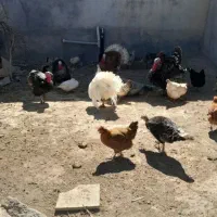 بوقلمون نر