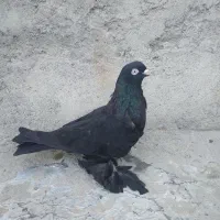 کبوتر مشگی