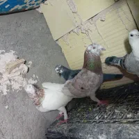 2جفت آلمانی ذات دار