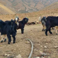 بزغاله بیگ چپش تیربز بخته ساوری بز میش بره