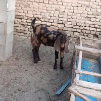 بزغاله نر پاکستانی ،بزری