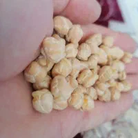 فروش نخود سفید درشت بوجاری شده درجه یک