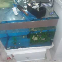 آکواریوم