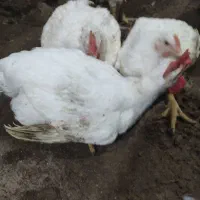 مرغ زنده گوشتی 150 راس قیمت مناسب