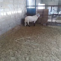 شیشک.رفسجانی