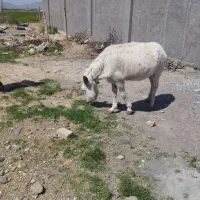الاغ ماده 9میلیون