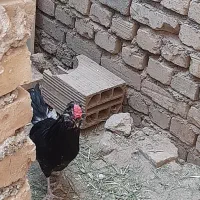خروس گلین