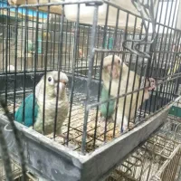 گرینچیک|پرنده|کرج, بنیاد|دیوار